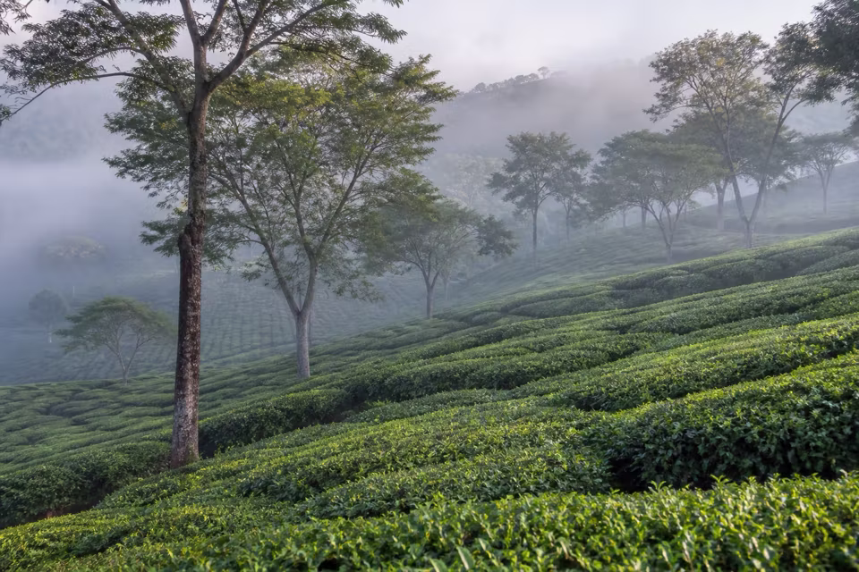 Sri Lanka'dan bir manzara