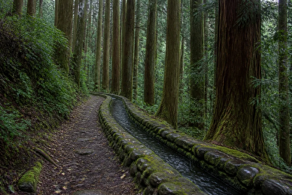 A path through the trees following a mossy stone water channel in Sri Lanka