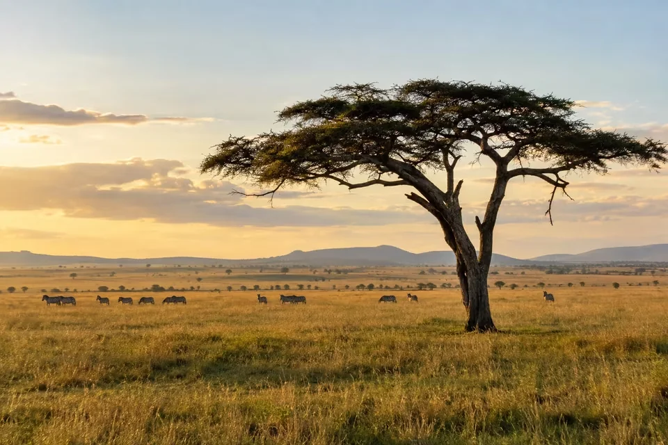 An acacia tree and a herd of zebra in the Serengeti