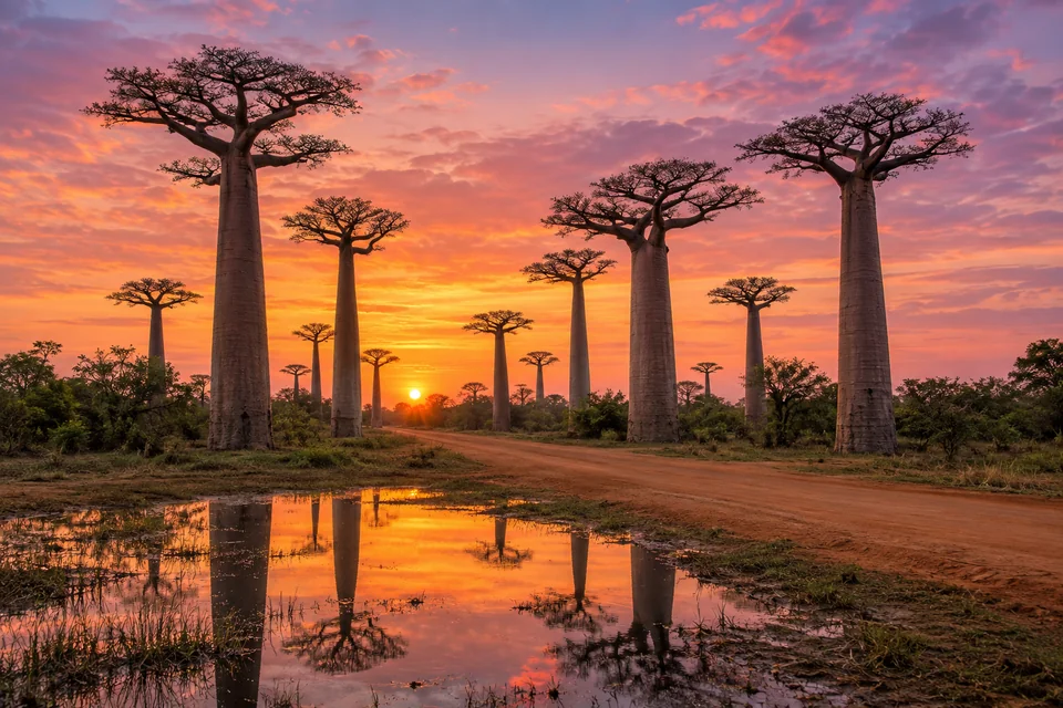 Baobab Caddesi, Madagaskar