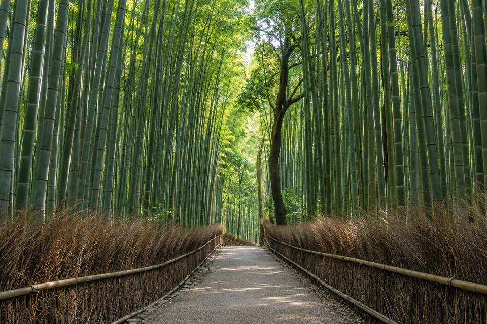 Arashiyama bambu ormanı, Kyoto