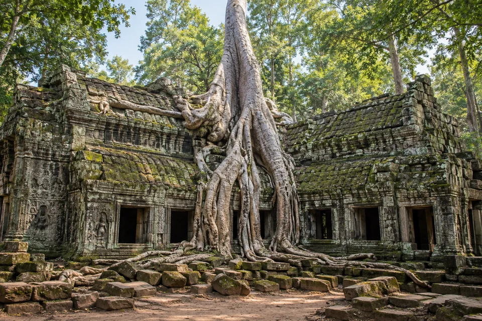 Ta Prohm, ağaç kökleri, Siem Reap