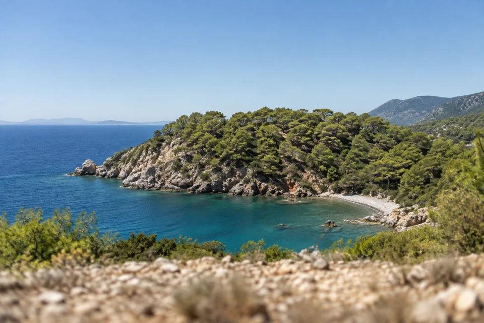 Red pine forest and a cove on the southern coast of Türkiye