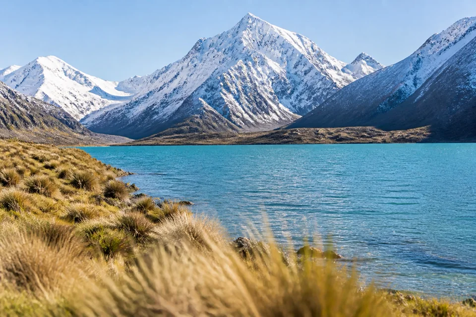 Yellow grasses waving by a turquoise alpine lake below snowy peaks in New Zealand