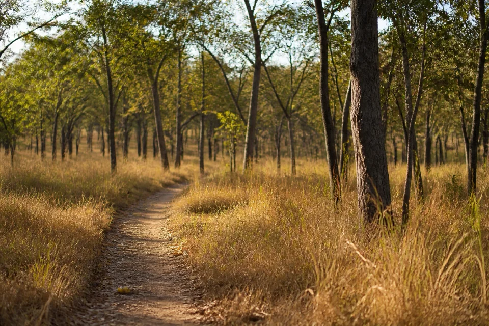 A forest path through tall grass and slender-trunked trees in Zambia