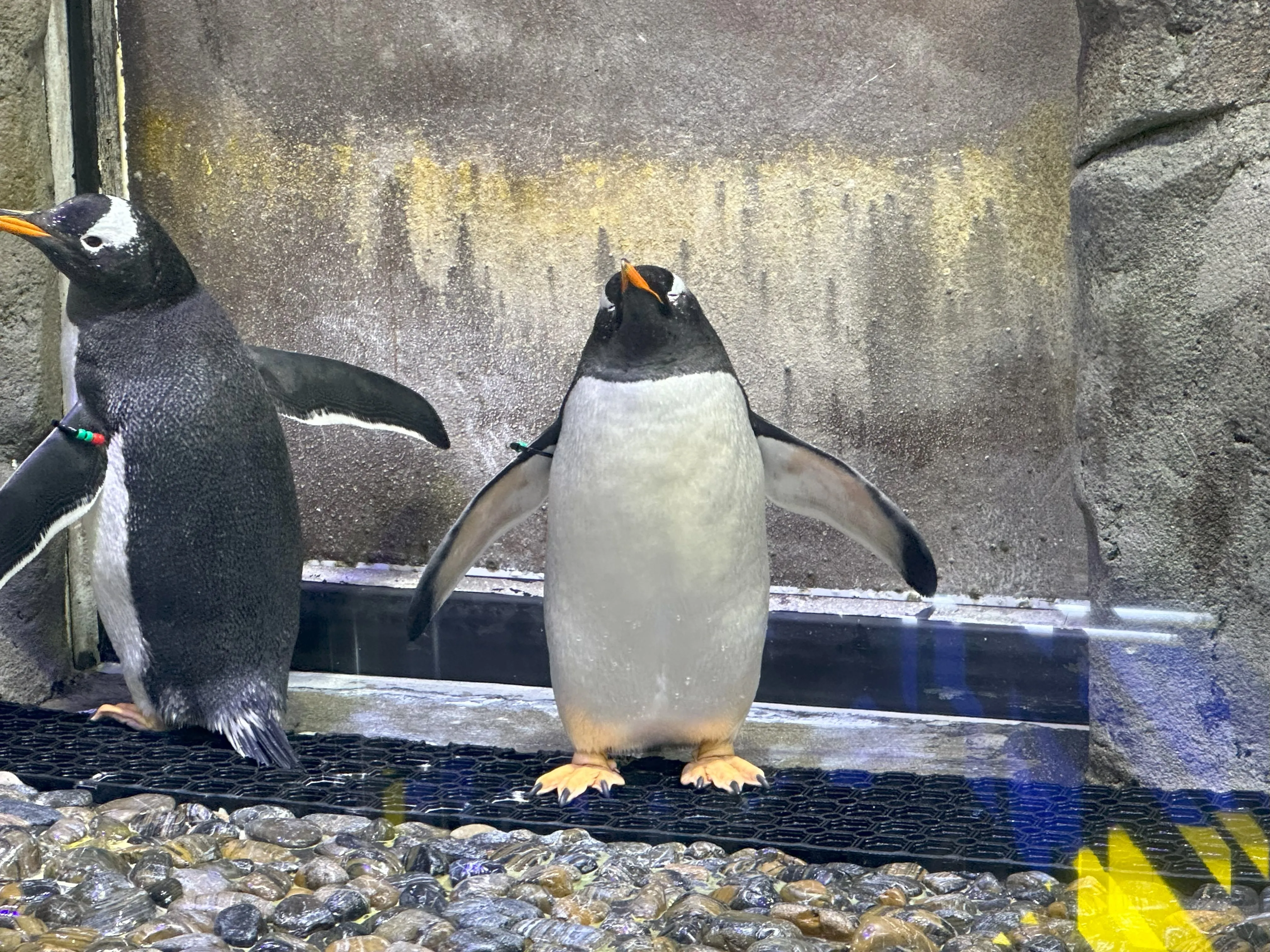 Dubai Aquarium & Underwater Zoo