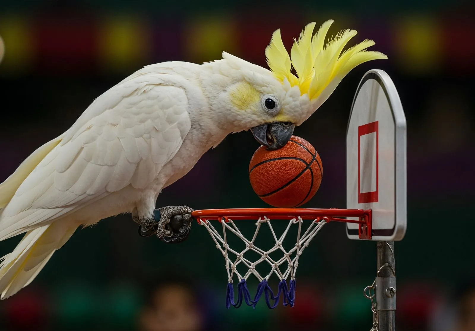 Creek Park Exotic Bird Show