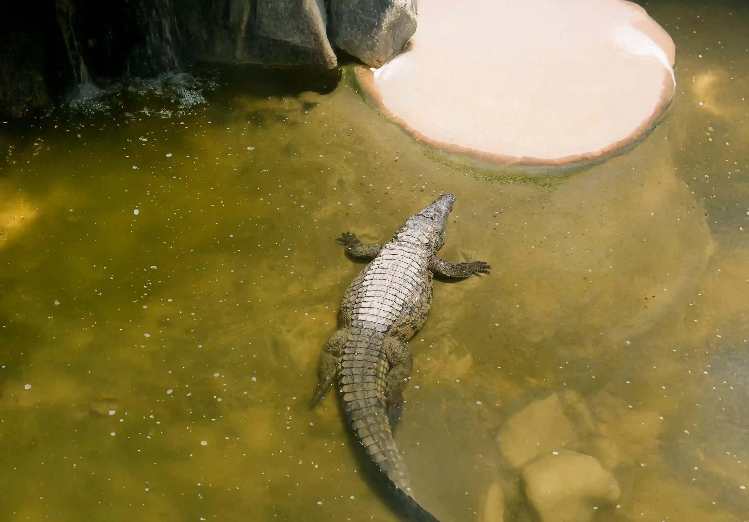 Crocodile Park Dubai