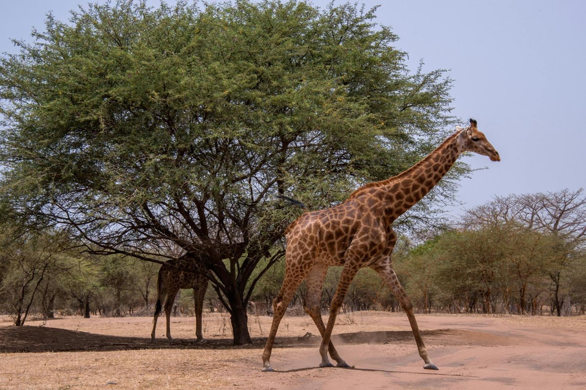 Senegal Cape Verde Tour 10 Days - 2026